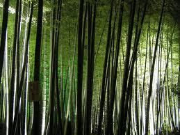 bambu hitam