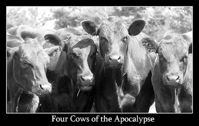 Four Cows