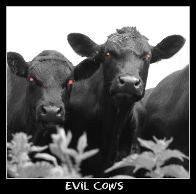 [Image: evil+cows.jpg]