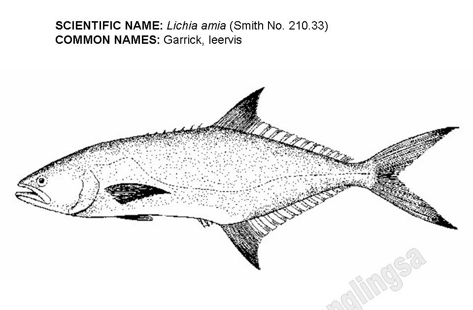 Angling Target species Garrick