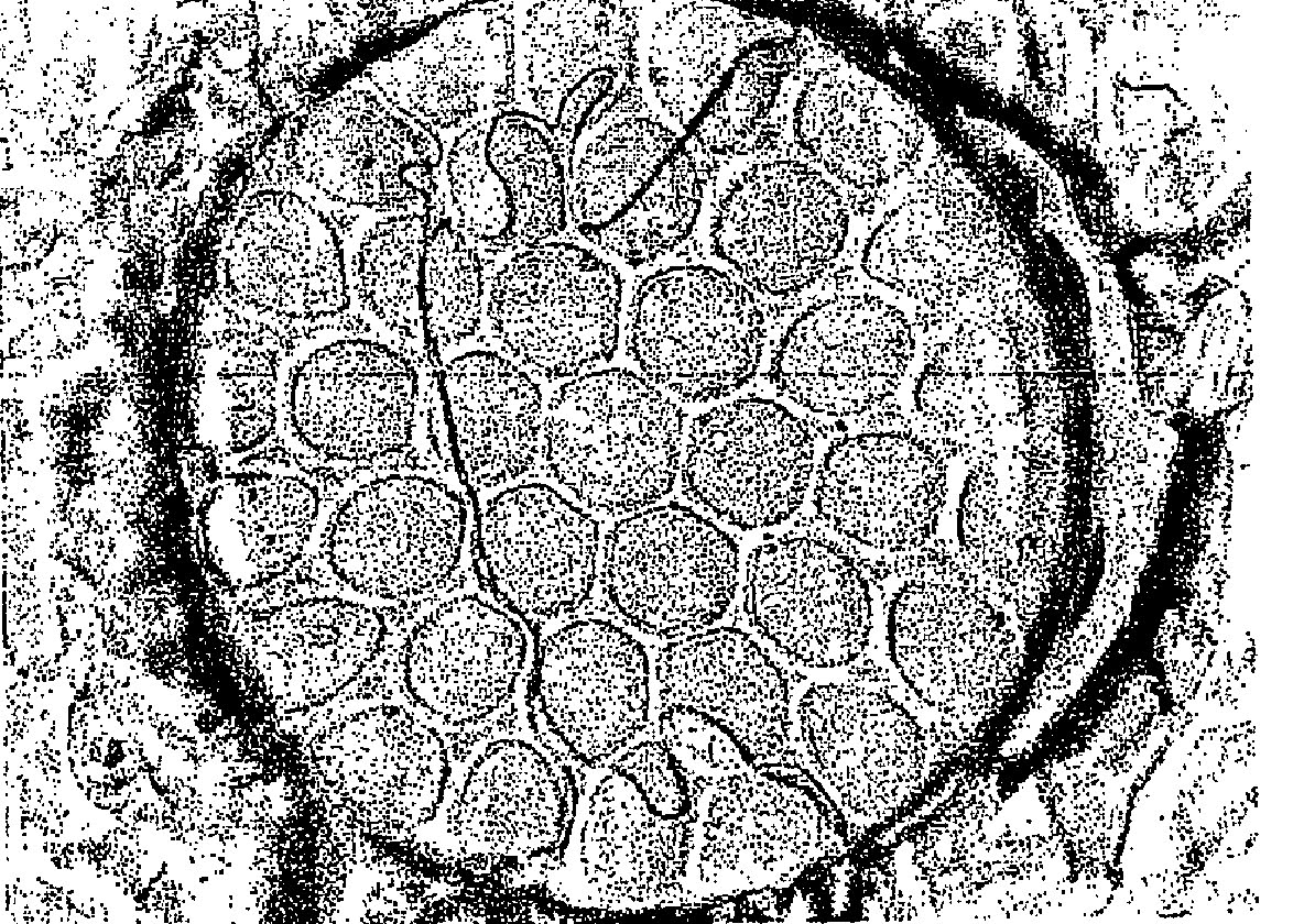 Cotton Cross Section
