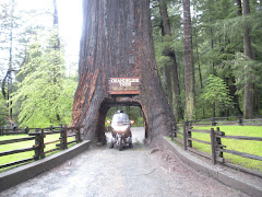 Ken driving through Red Wood Tree