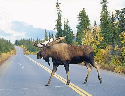 Cars Hitting Moose