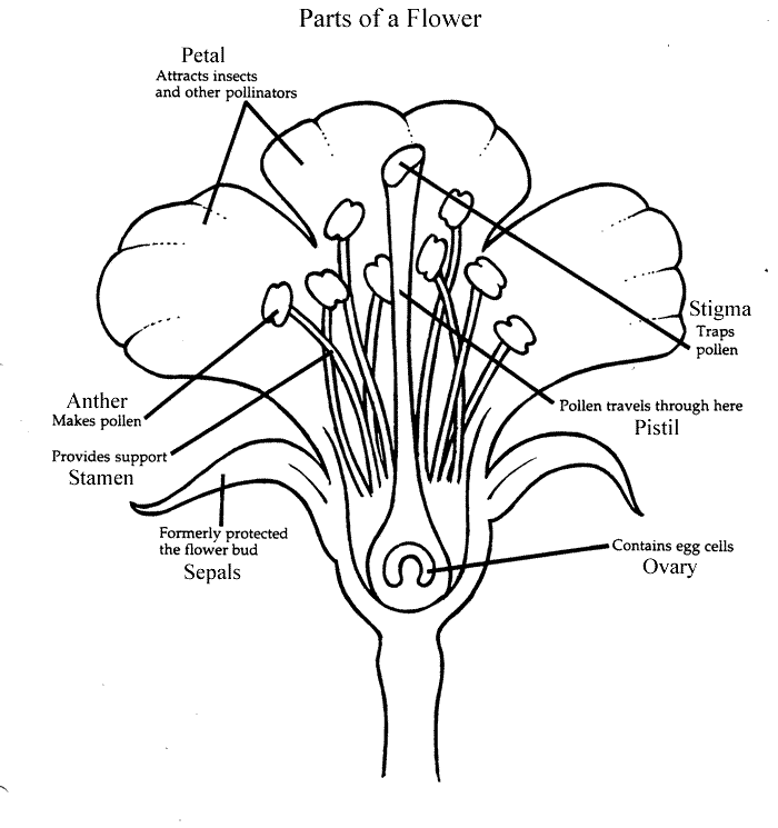 Plant Labeled Diagram
