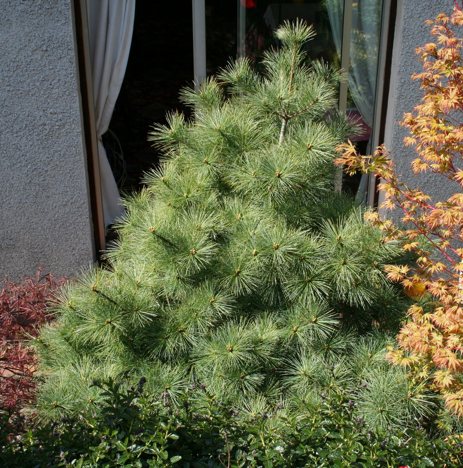 Linda S Bees The Privet Bloom Has Begun