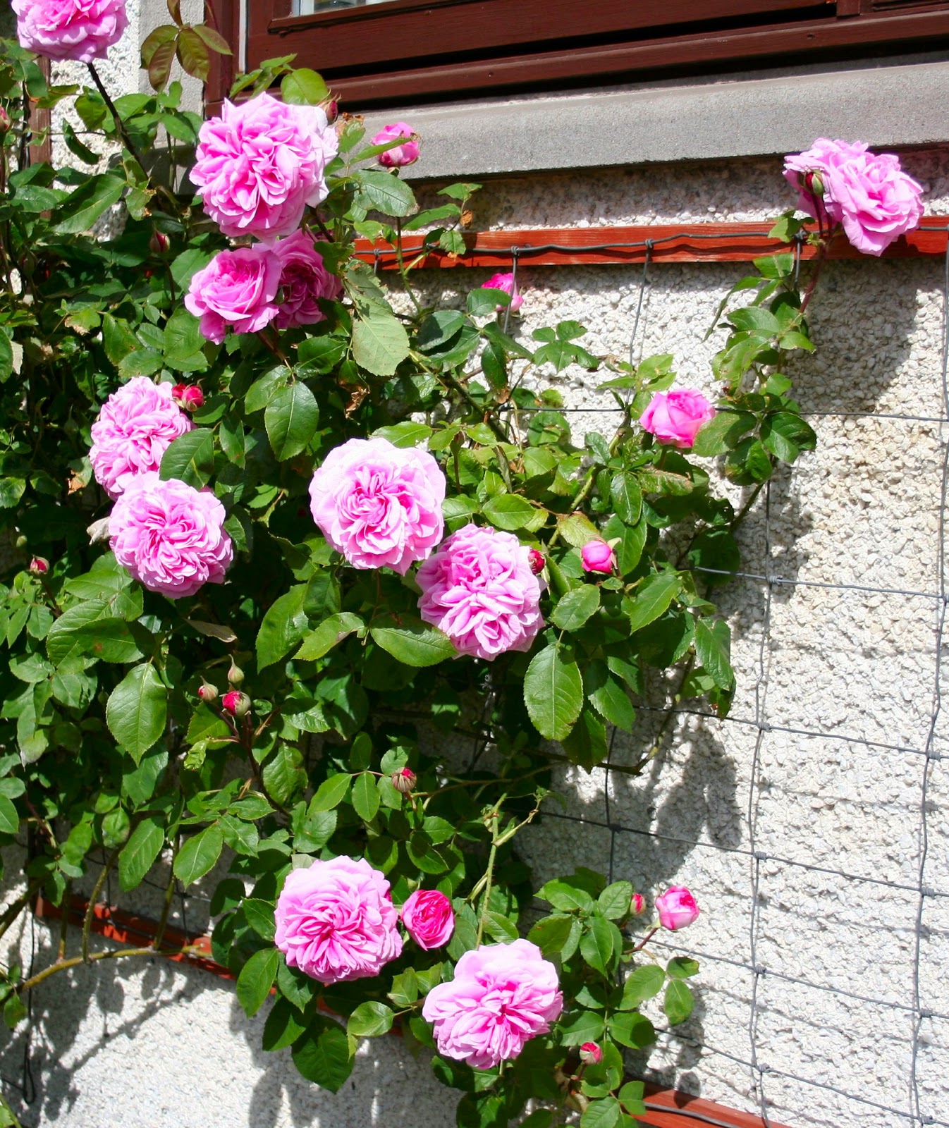 climber roses