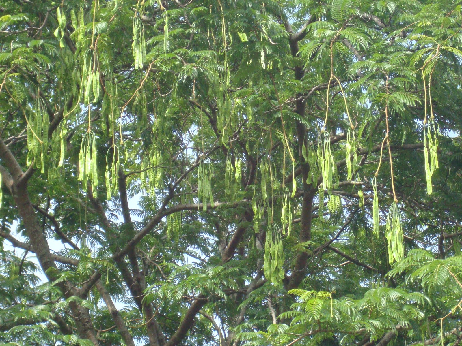 Pokok Petai