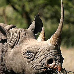 [black_rhino.jpg]