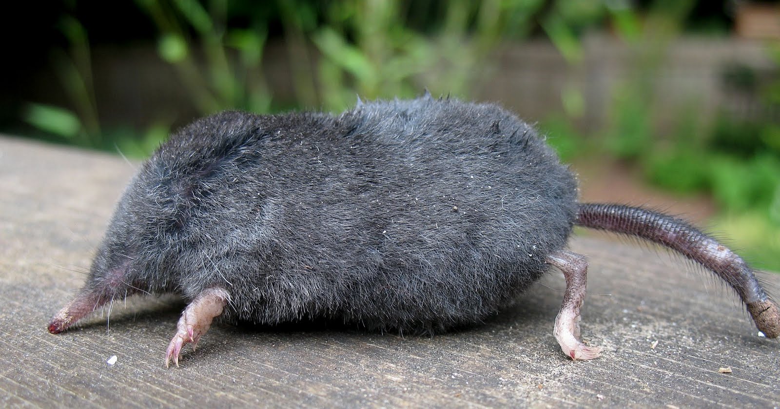 top 28 ground moles ground moles ground burrowing rodents gopher and pest control mole top 28 ground moles ground moles ground burrowing rodents gopher and pest control mole