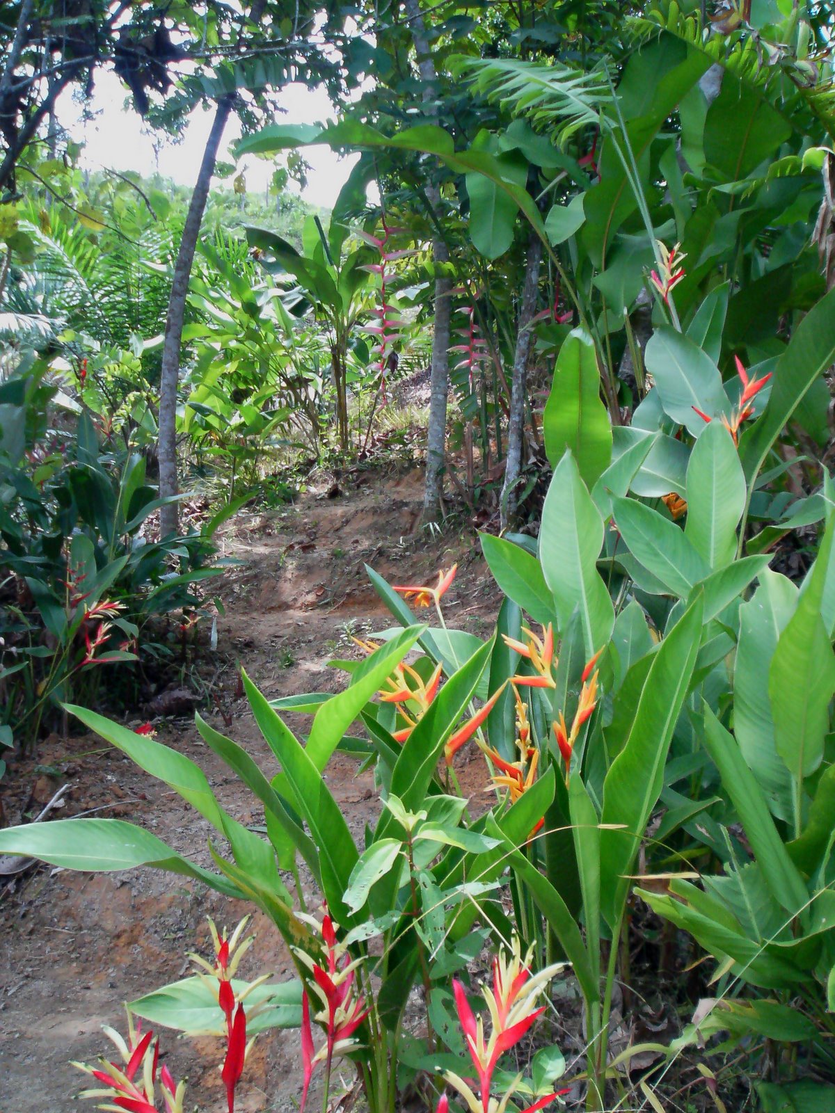 [heliconia+collection+area.jpg]