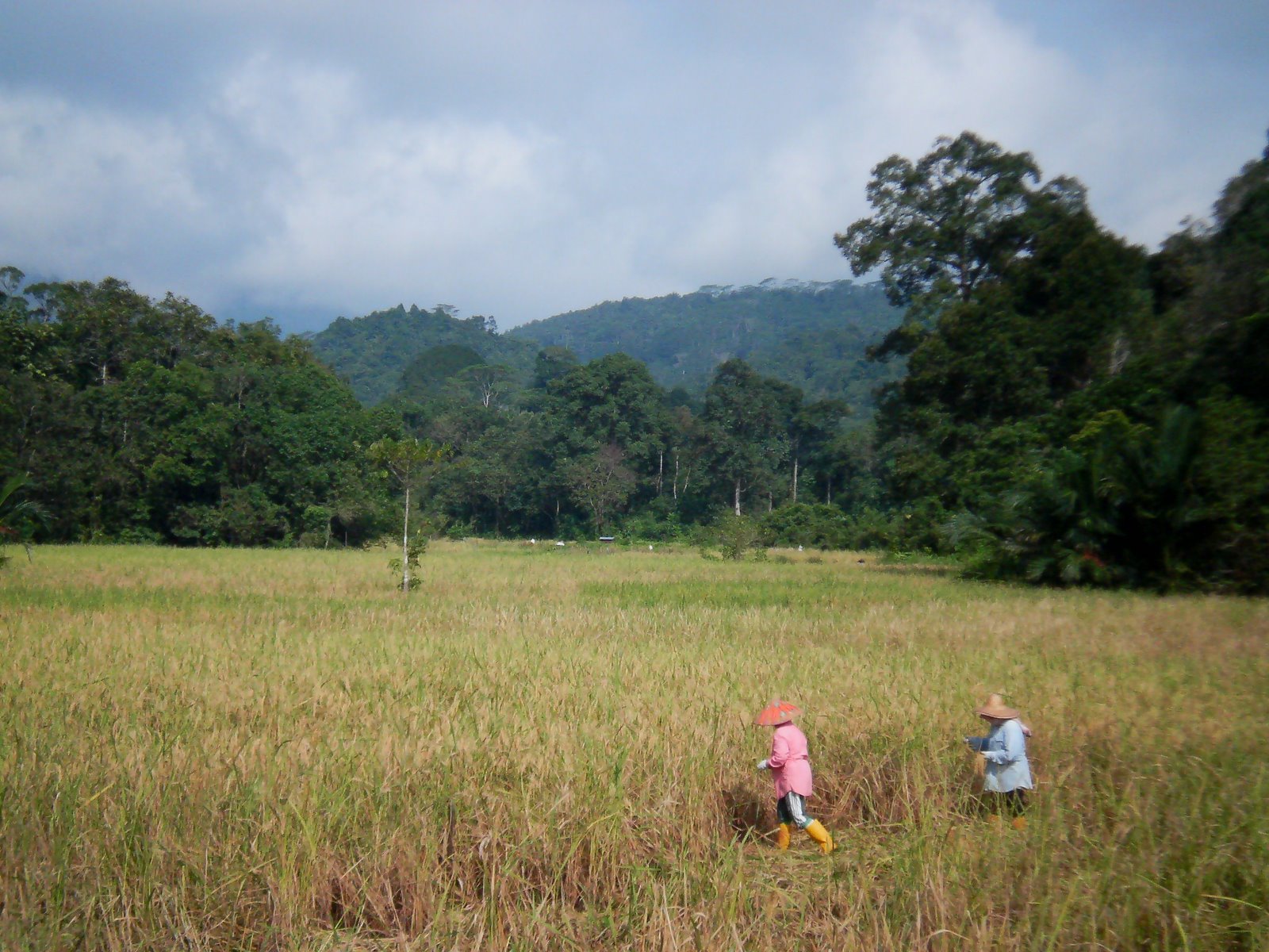 [14feb,women+harvesting.jpg]