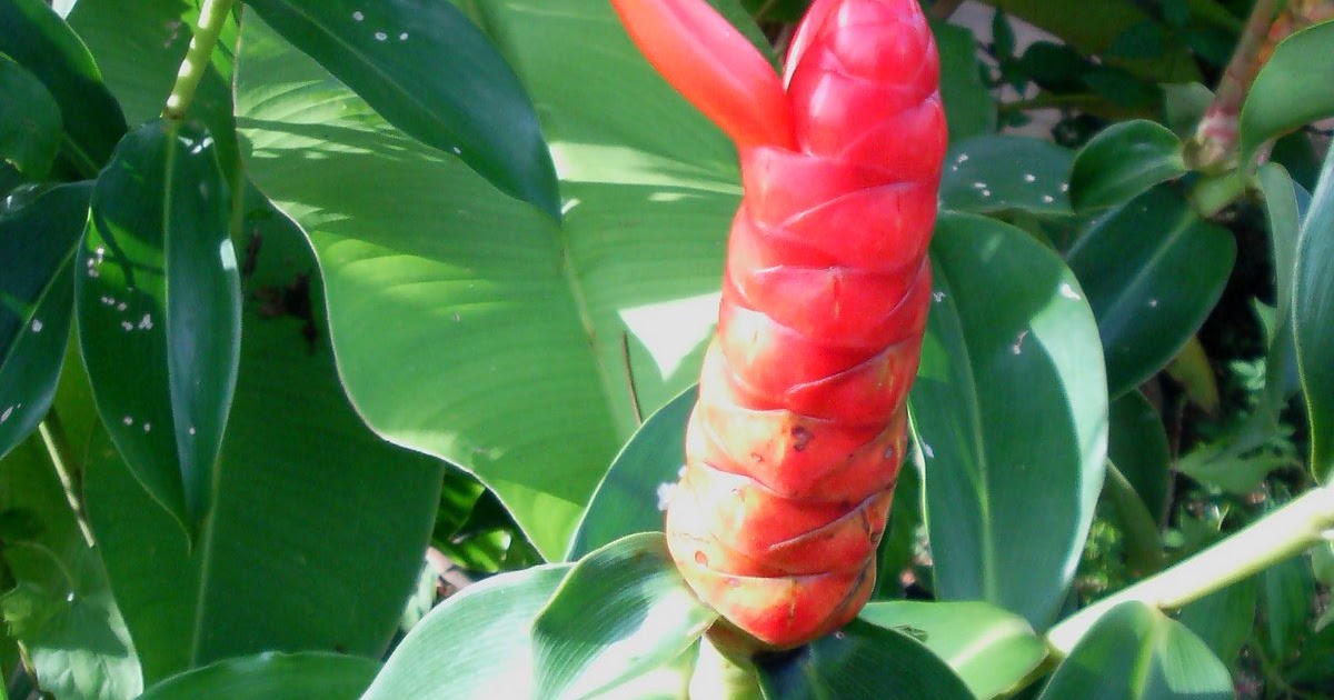 red button ginger poisonous red button ginger poisonous