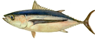 [albacore.jpg]
