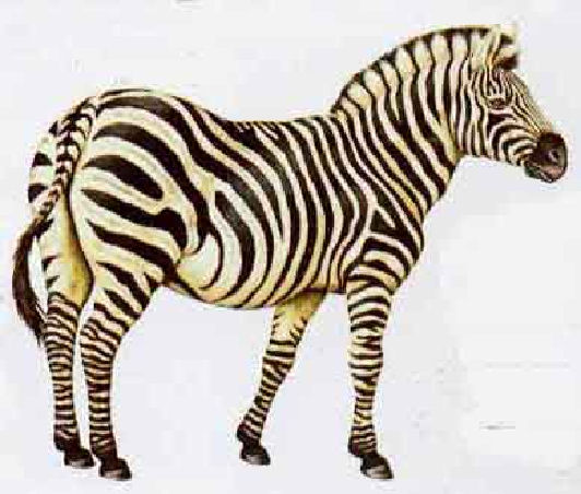 [Zebra+de+Chapman-+Chapmanâ  s+Zebra.jpg]