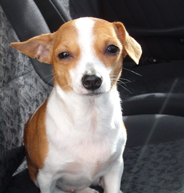 Que Diacho Eu Gostava Do Meu Cusco Beleza Verdadeira beleza verdadeira blogger