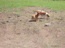 Minina e sua mocinha!...