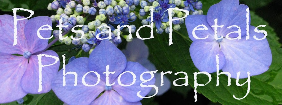 Pets and Petals Photography