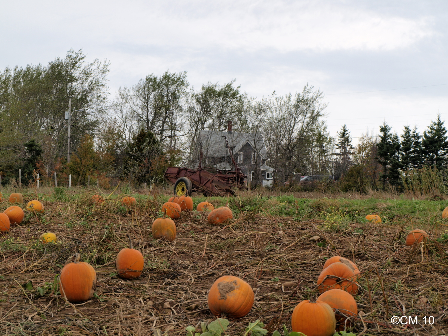 Halloween Pumpkin Patch Halloween Pumpkin Patch