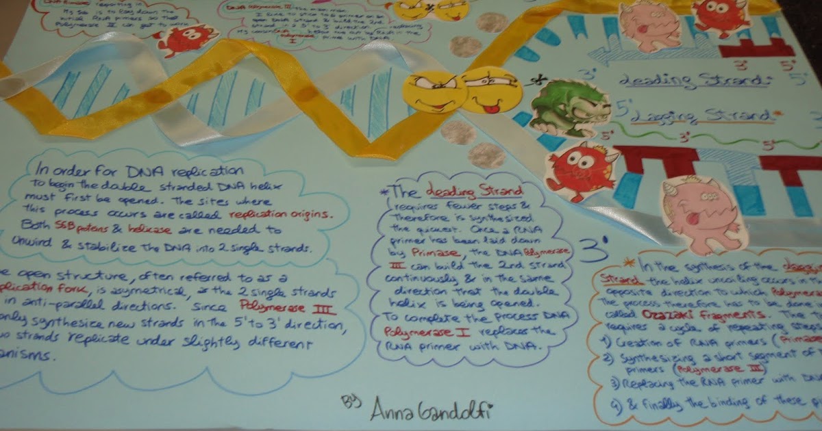 Honors Biology Lawrenceville DNA replication, transcription and