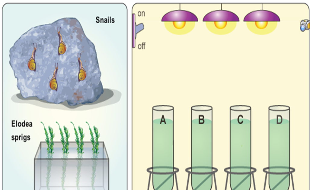 The effects of snails and elodea in water essay image