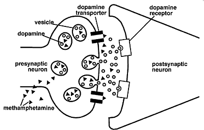 neurotransmitters quiz The extensive neurotransmitter profile is a urine test, assessing levels of 6 neurotransmitters: serotonin + gaba + dopamine + noradrenaline + adrenaline + glutamatethese neurotransmitters are the most researched in relation to their effects on mood disorders, hormones, sleep, glucose/insulin balance, pain perception, appetite and cognitive. neurotransmitters quiz The extensive neurotransmitter profile is a urine test, assessing levels of 6 neurotransmitters: serotonin + gaba + dopamine + noradrenaline + adrenaline + glutamatethese neurotransmitters are the most researched in relation to their effects on mood disorders, hormones, sleep, glucose/insulin balance, pain perception, appetite and cognitive.
