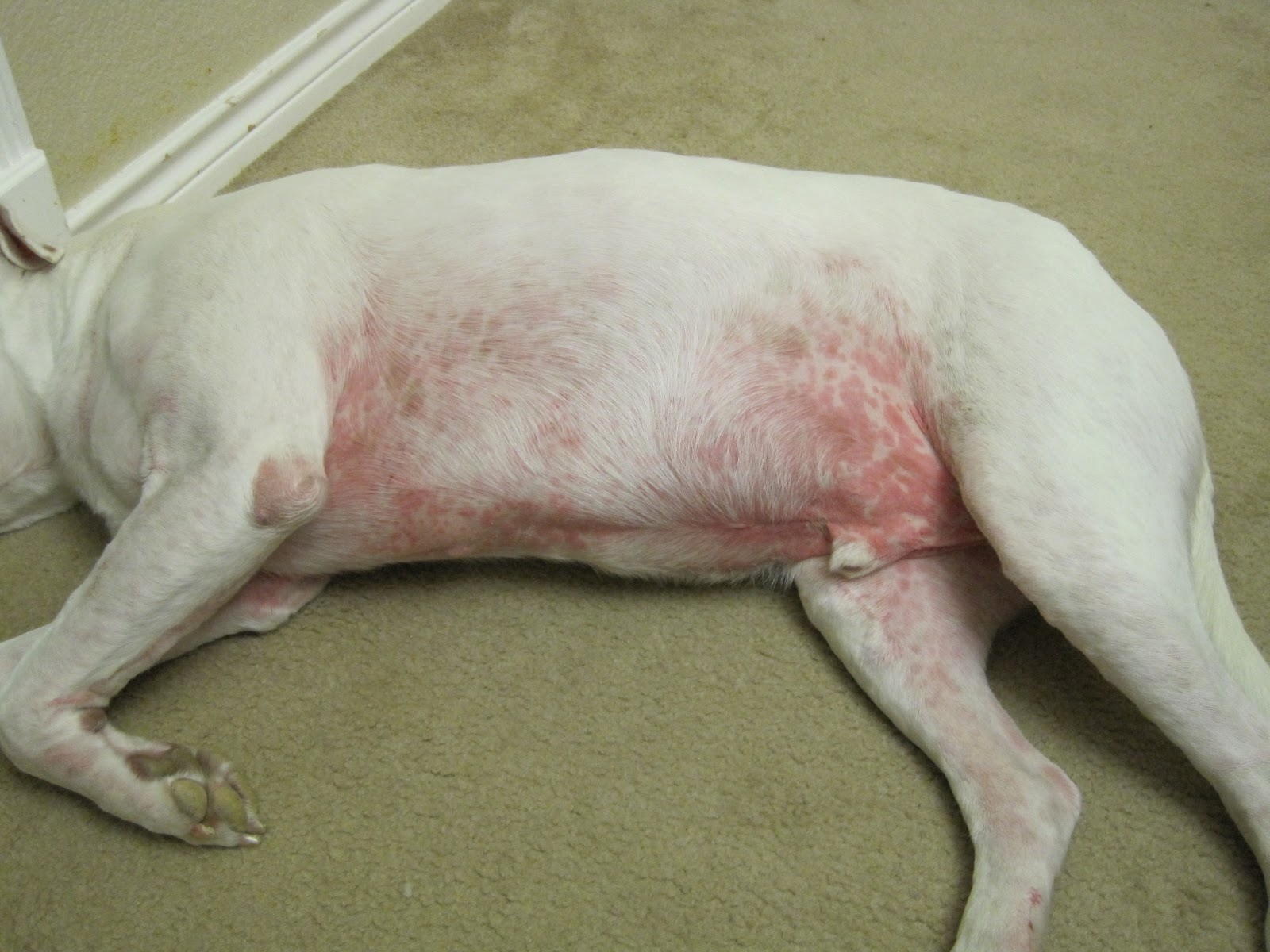 Pitbull Allergies
