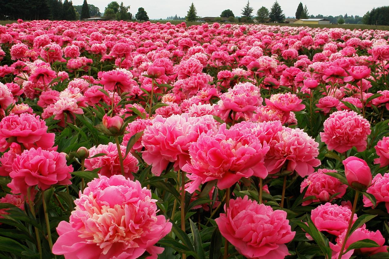 Garden Rose And Peony la fleur vintage: know your flowers! Garden Rose And Peony la fleur vintage: know your flowers!