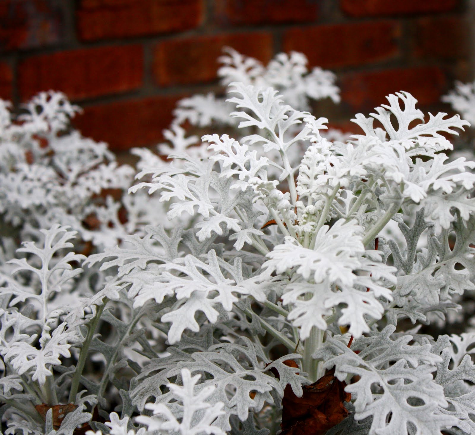 flores del sol flower id dusty miller flores del sol flower id dusty miller