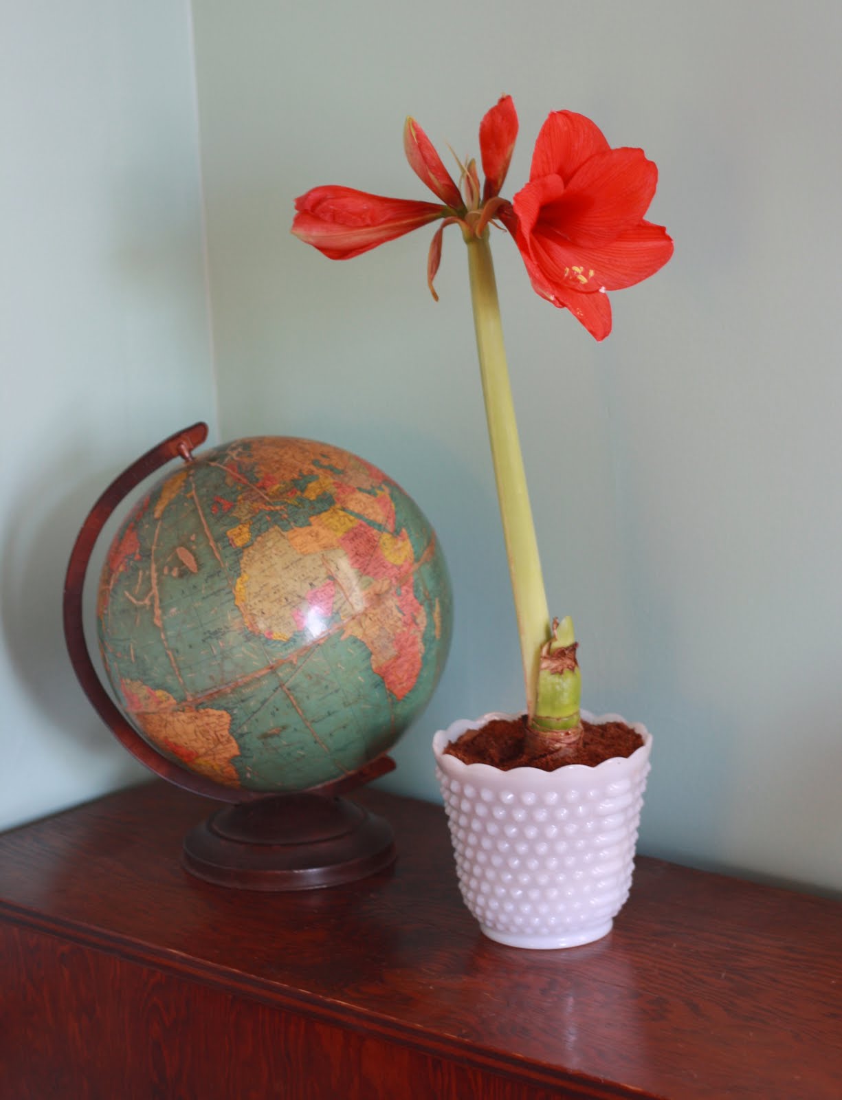 flores del sol flower ID amaryllis