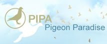 PIPA - No.1 Pigeon Website