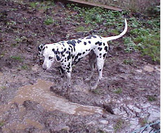 Jasper in the mud