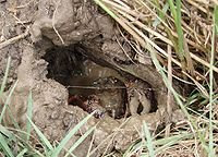 Crawfish mud hole