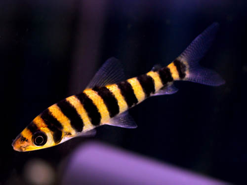 [Leporinus+fasciatus..jpg]