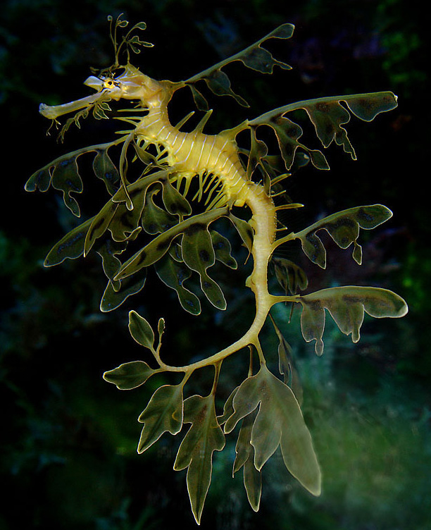 [Phycodurus+eques4.jpg]