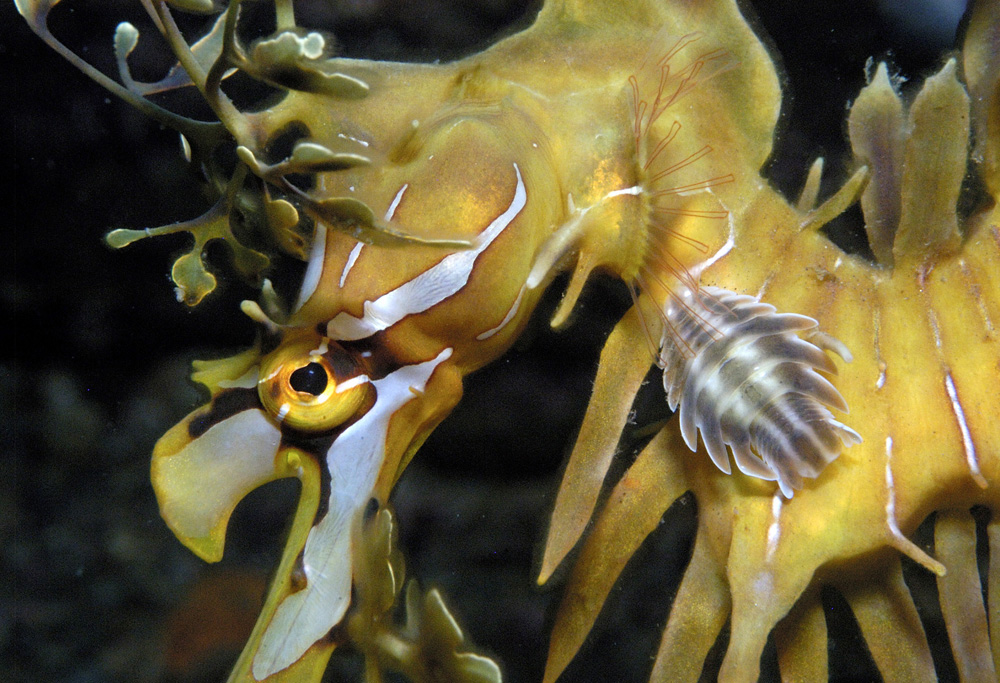 [Phycodurus+eques5.jpg]