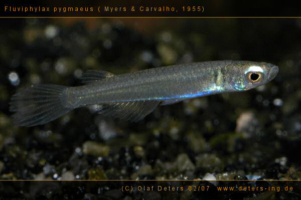 [Fluviphylaxpigmaeus.JPG]