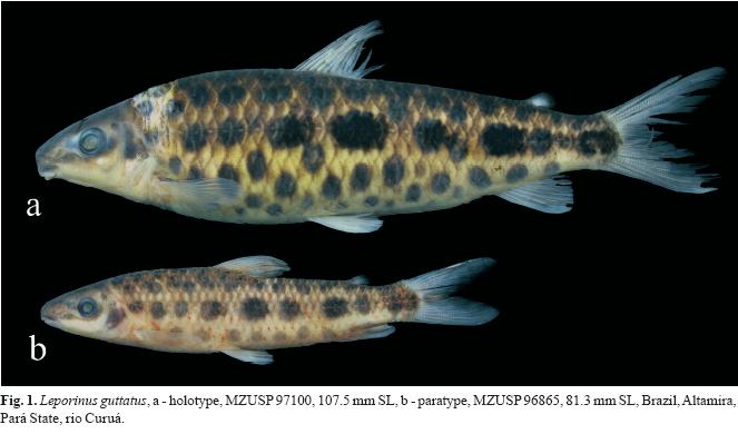 [Leporinus+guttatus.JPG]