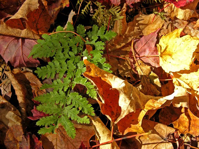[fern+and+fallen+leaves.jpg]
