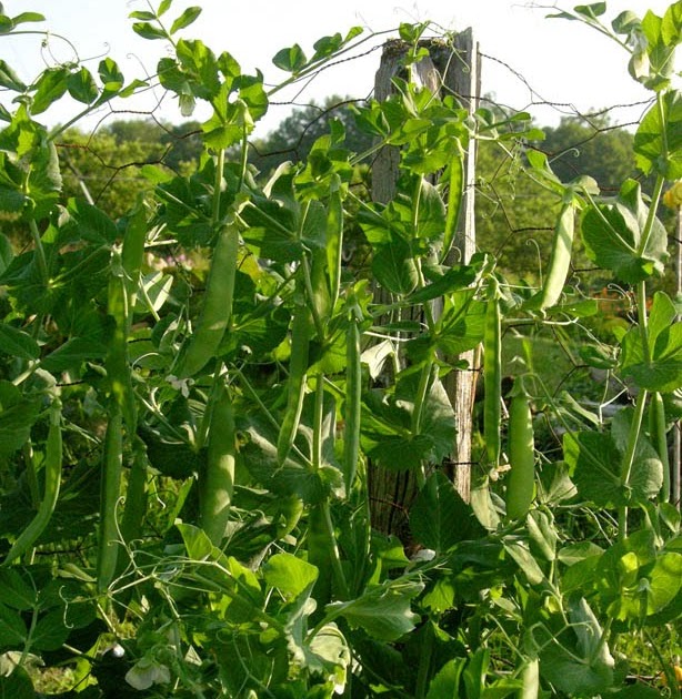 Studio and Garden: A Stroll through the Vegetable Garden