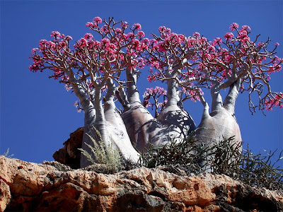 This is a Desert Rose (adenium