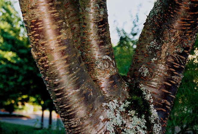 Cool Tree Outside Temple