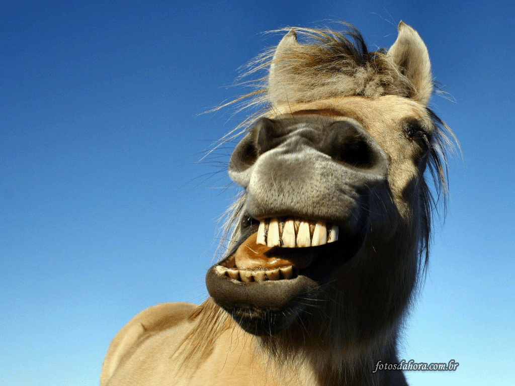 risada_cavalo.gif