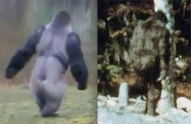 THE FIELD GUIDE TO BIGFOOT AND OTHER MYSTERY PRIMATES: Coleman