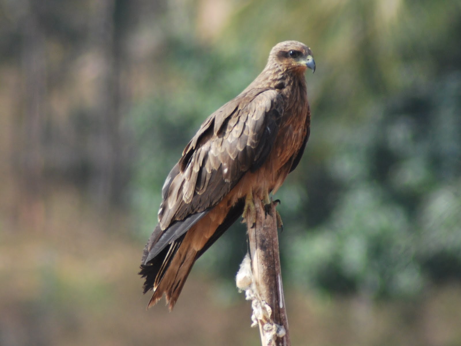 Iseebirds The ubiquitous Black Kite