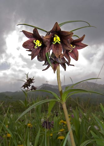 [chocolate-lily-flower_8868.jpg]