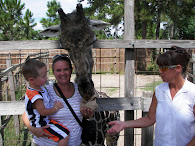 Sydney The Giraffe