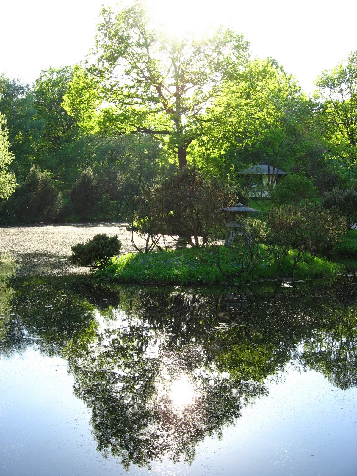 pond in Japanese Garden.