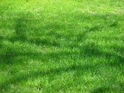 grass background. grass wallpaper. Posted by Esperanza Gates at 10:38 PM grass wallpaper 