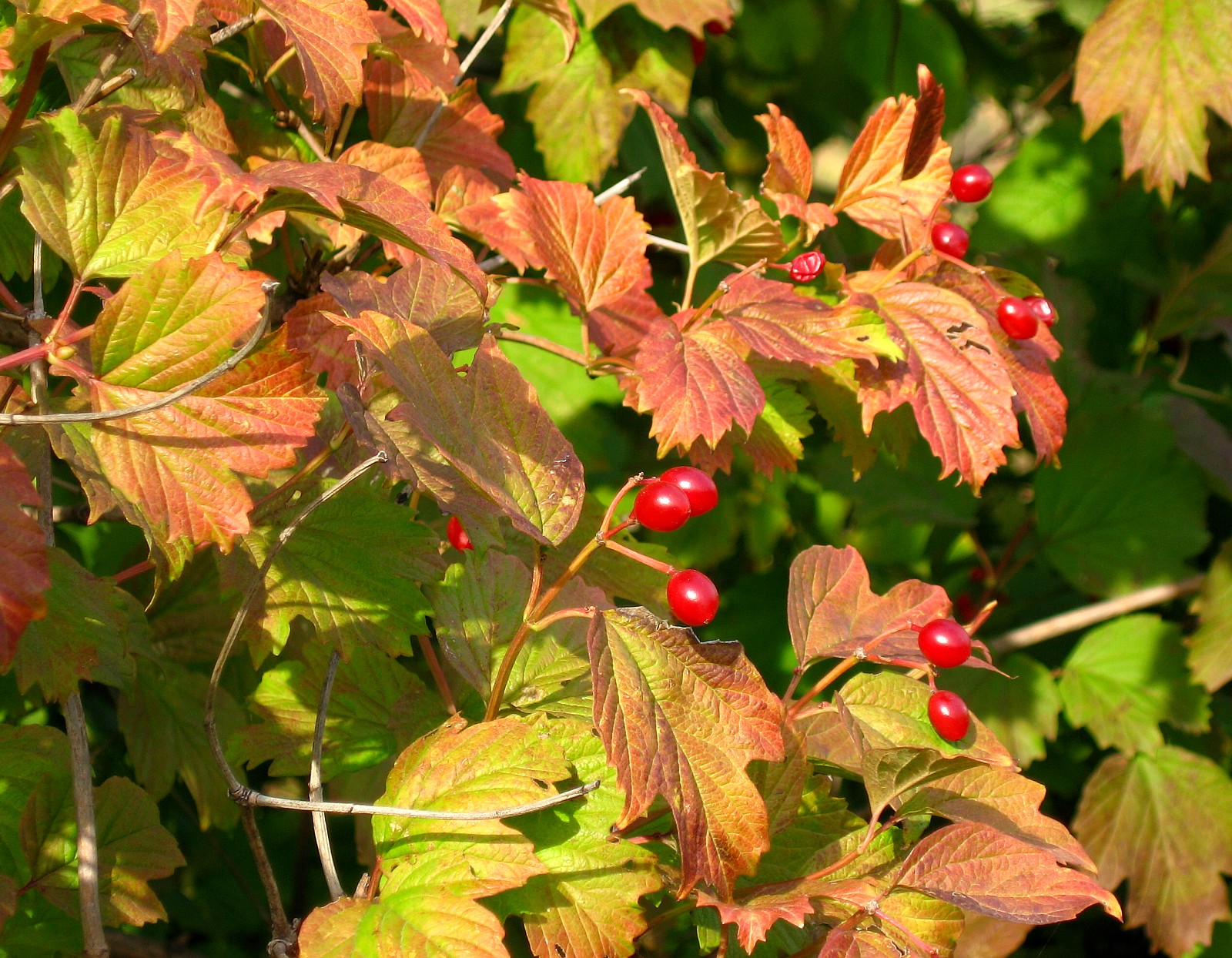 Autumn Berries