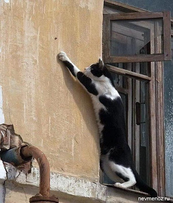 cat spy